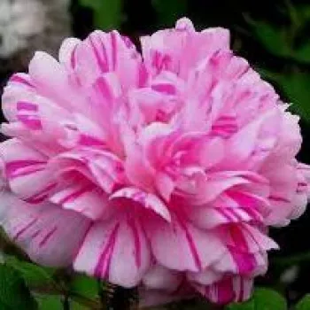 Vörös - fehér csíkos - történelmi - moha rózsa - intenzív illatú rózsa - damaszkuszi aromájú