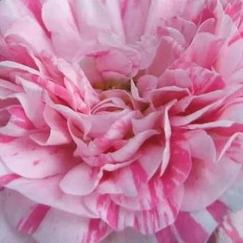 Rosen Online Gärtnerei - moos-rosen - rot - weiß - Rosa Madame Moreau - stark duftend - Robert and Moreau - Besondere Moosrose mit gestreiften Blüten.