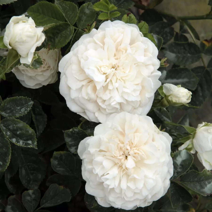 Blanco - Rosa - Madame Plantier - Comprar rosales online