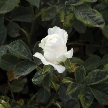 Rosa Madame Plantier - fehér - történelmi - alba rózsa