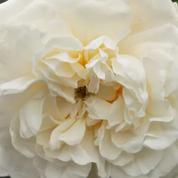 Online rózsa vásárlás - történelmi - alba rózsa - fehér - intenzív illatú rózsa - alma aromájú - Madame Plantier - (150-360 cm)