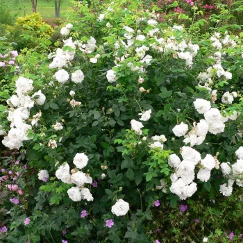 Kremowo-biały - róża pienna - Róże pienne - z kwiatami róży angielskiej