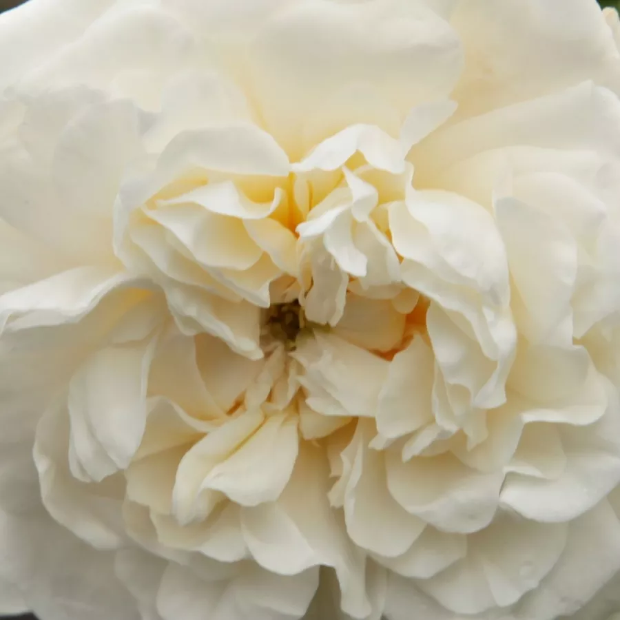 Csokros - Rózsa - Madame Plantier - Kertészeti webáruház