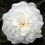 Stromčekové ruže - biely - Rosa Madame Plantier - intenzívna vôňa ruží - aróma jabĺk