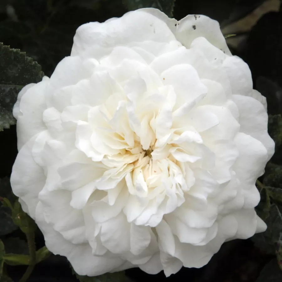 Rosa intensamente profumata - Rosa - Madame Plantier - produzione e vendita on line di rose da giardino