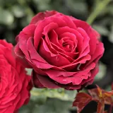 Vörös - teahibrid rózsa - Online rózsa vásárlás - Rosa Magia Nera™ - diszkrét illatú rózsa - pézsmás aromájú
