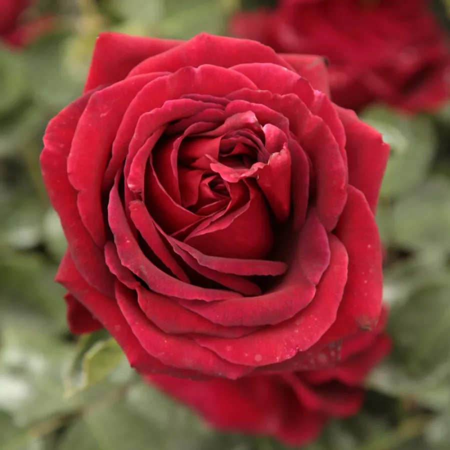 Rose Ibridi di Tea - Rosa - Magia Nera™ - Produzione e vendita on line di rose da giardino
