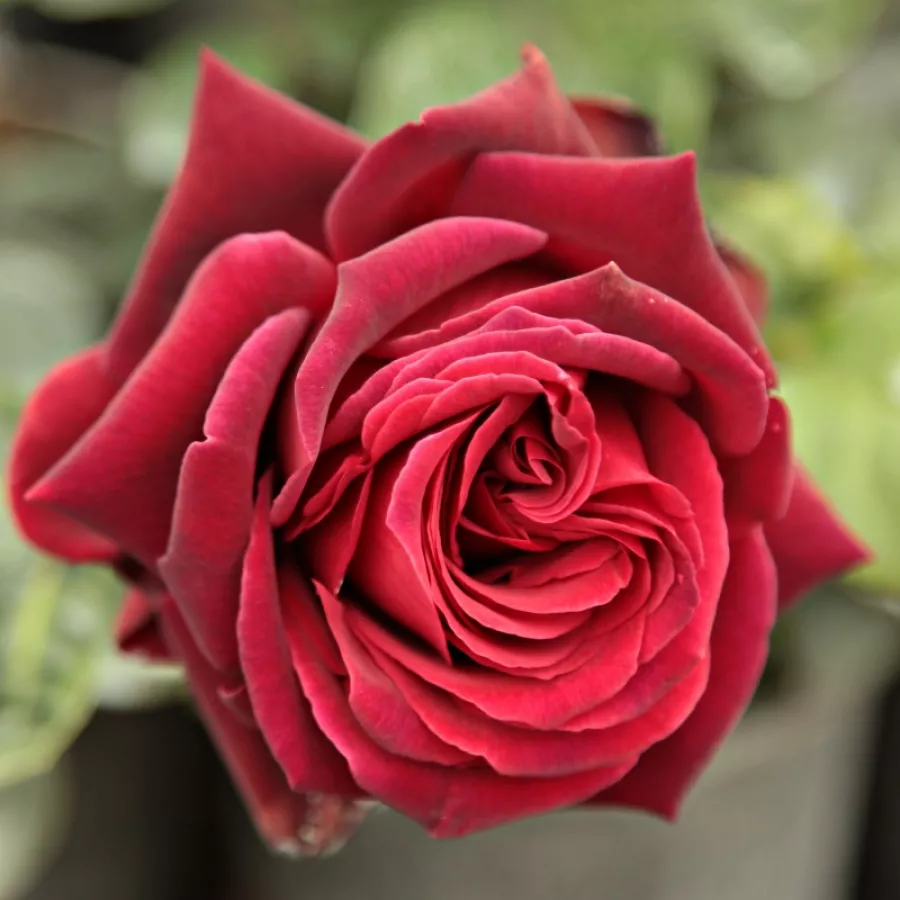 červený - Ruža - Magia Nera™ - Ruže - online - koupit