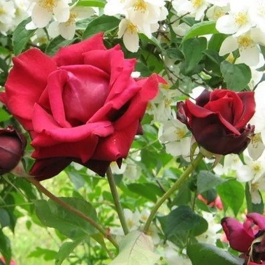 Trandafir cu parfum discret - Trandafiri - Magia Nera™ - Trandafiri online