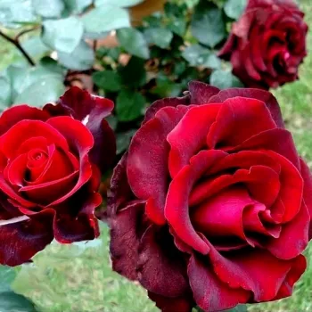 Ciemnobordowy, w stanie pąków czarny - róża wielkokwiatowa - Hybrid Tea   (70-110 cm)