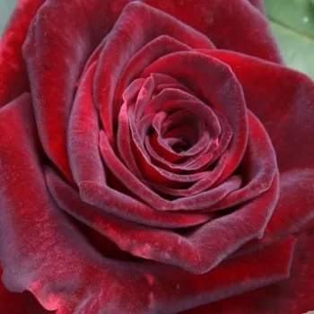 Eshop ruže - Červená - čajohybrid - mierna vôňa ruží - Rosa Magia Nera™ - Maurice Combe - Pre túto odrodu sú charakteristické dekoratívne tmavobordové kvety, pri výsadbe v skupinách je výrazná. Kvety sú veľmi tmavej bordovej farby, v púčikoch až čierne, p