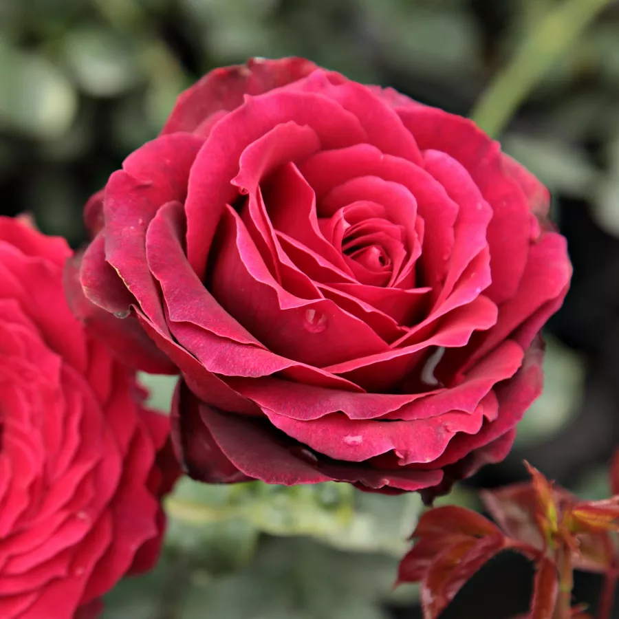 Rojo - Rosa - Magia Nera™ - rosal de pie alto