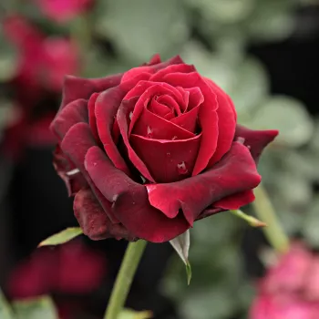 Rosa Magia Nera™ - roșu - Trandafir copac cu trunchi înalt - cu flori teahibrid - coroană dreaptă