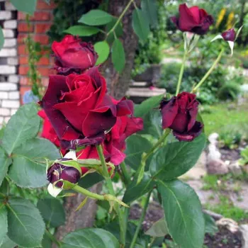 Bordó, v pupenech jsou lupeny černé - stromkové růže - Stromkové růže s květmi čajohybridů