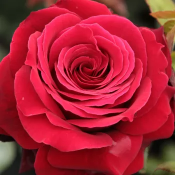 Ruže - eshop  - červený - stromčekové ruže - Stromkové ruže s kvetmi čajohybridov - Magia Nera™ - mierna vôňa ruží - pižmo
