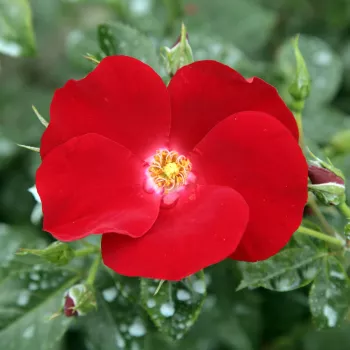 Rózsák webáruháza. - vörös - talajtakaró rózsa - Apache ® - nem illatos rózsa - (80-110 cm)