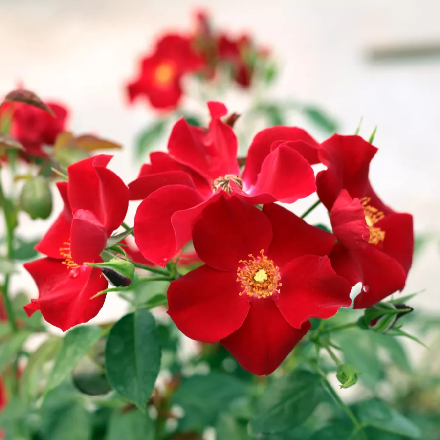 Roșu - Trandafiri - Apache ® - Trandafiri online
