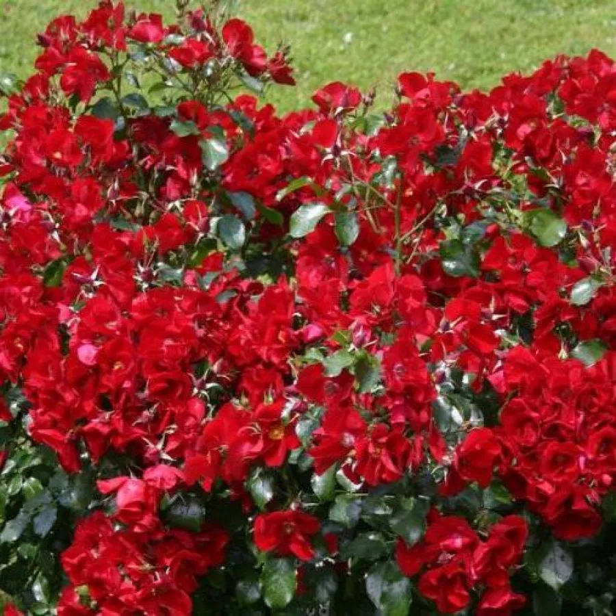 KORcatemp - Rosa - Apache ® - Produzione e vendita on line di rose da giardino