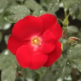 Crvena - ruže stablašice - Rosa Apache ® - bez mirisna ruža