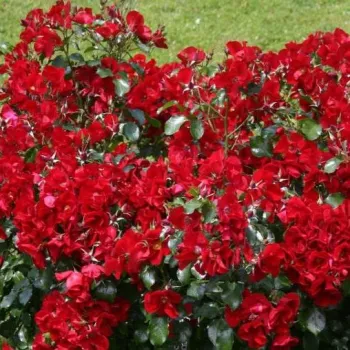 Rojo - Árbol de Rosas Flor Simple - rosal de pie alto- forma de corona tupida