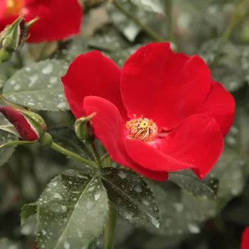Rosa Apache ® - roșu - trandafiri pomisor - Trandafir copac cu trunchi înalt – cu flori simpli