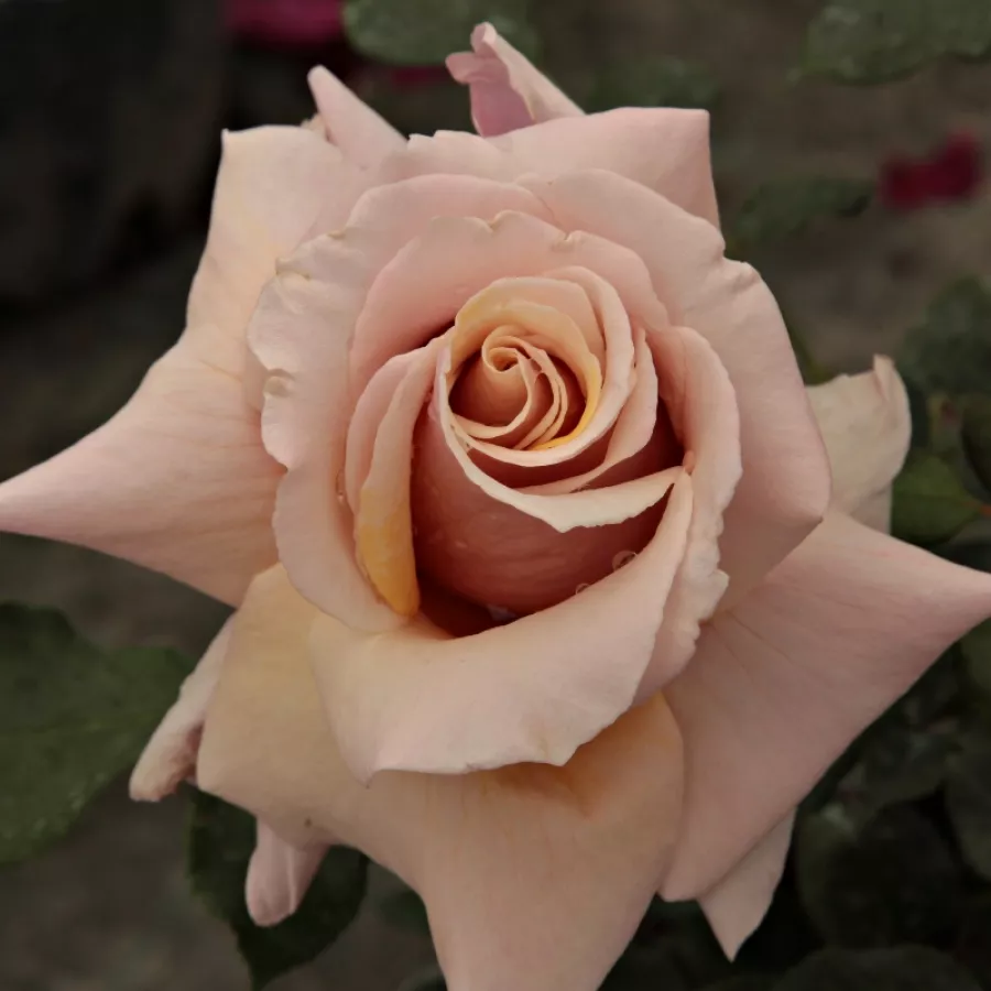 Rose Ibridi di Tea - Rosa - Magic Moment™ - Produzione e vendita on line di rose da giardino