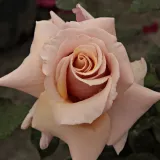 Teahibrid rózsa - sárga - közepesen illatos rózsa - fahéj aromájú - Rosa Magic Moment™ - Online rózsa rendelés