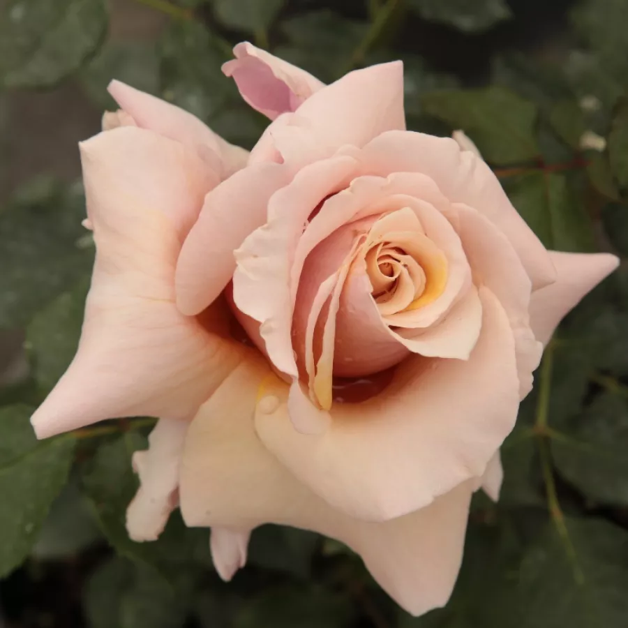 żółty - Róża - Magic Moment™ - Szkółka Róż Rozaria