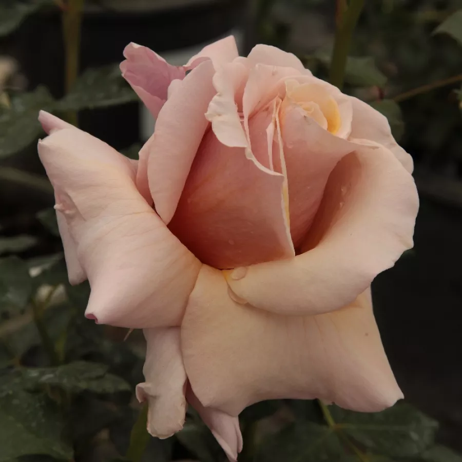 Zmerno intenzivni vonj vrtnice - Roza - Magic Moment™ - Na spletni nakup vrtnice
