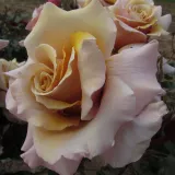 žltá - stromčekové ruže - Rosa Magic Moment™ - stredne intenzívna vôňa ruží - škorica