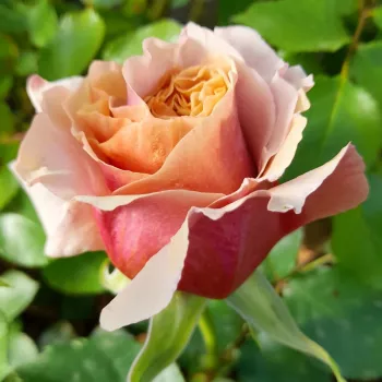 Rosa Magic Moment™ - galben - trandafiri pomisor - Trandafir copac cu trunchi înalt – cu flori în buchet