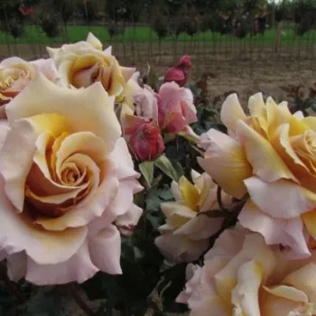 Fialovo růžová s bílým lemováním a bordovym středem - stromkové růže - Stromkové růže, květy kvetou ve skupinkách