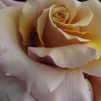 Pedir rosales - amarillo - árbol de rosas de flores en grupo - rosal de pie alto - Magic Moment™ - rosa de fragancia moderadamente intensa - canela