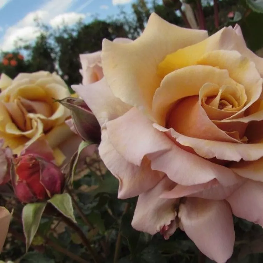 Trandafiri hibrizi Tea - Trandafiri - Magic Moment™ - comanda trandafiri online