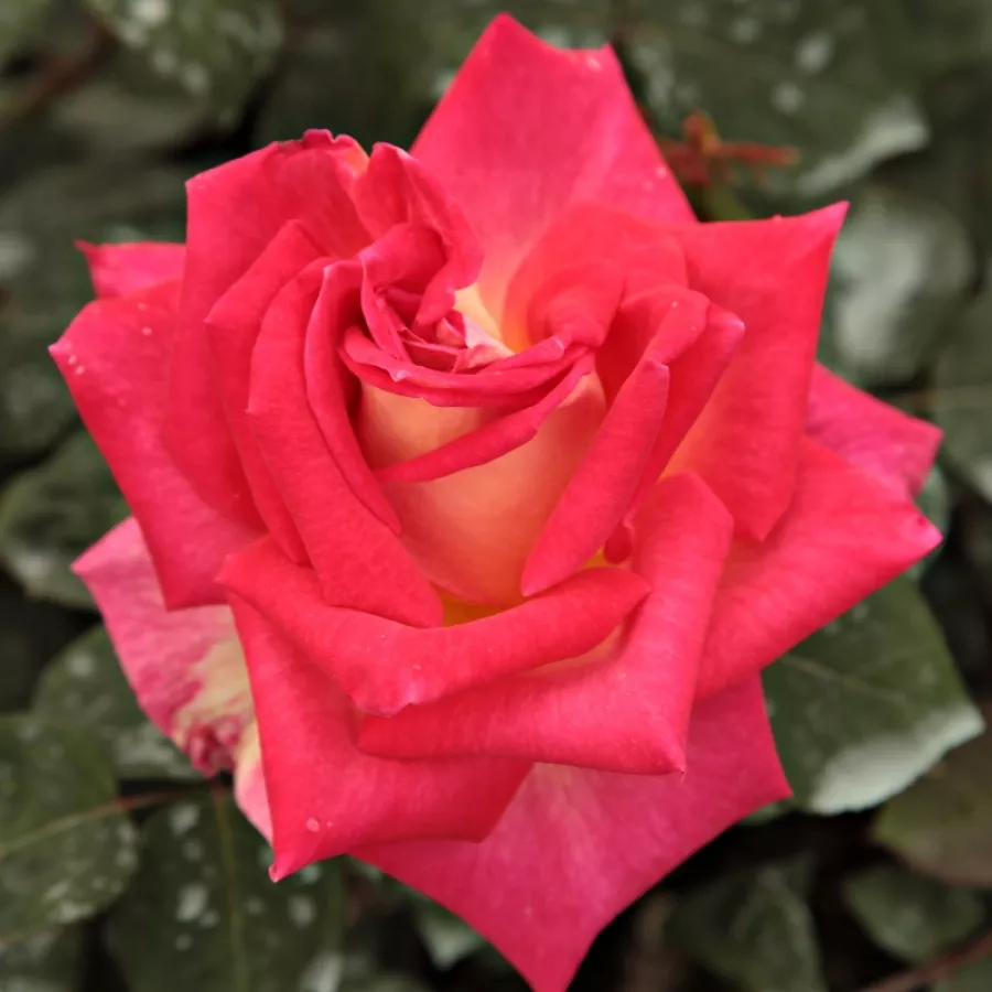Rose Ibridi di Tea - Rosa - Magyarok Nagyasszonya - Produzione e vendita on line di rose da giardino