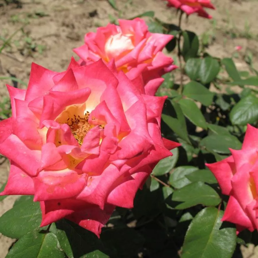 Amarillo rosa - Rosa - Magyarok Nagyasszonya - Comprar rosales online