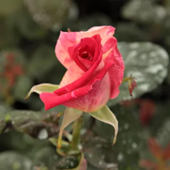 Rosa Magyarok Nagyasszonya - jaune - rose - Rosiers hybrides de thé