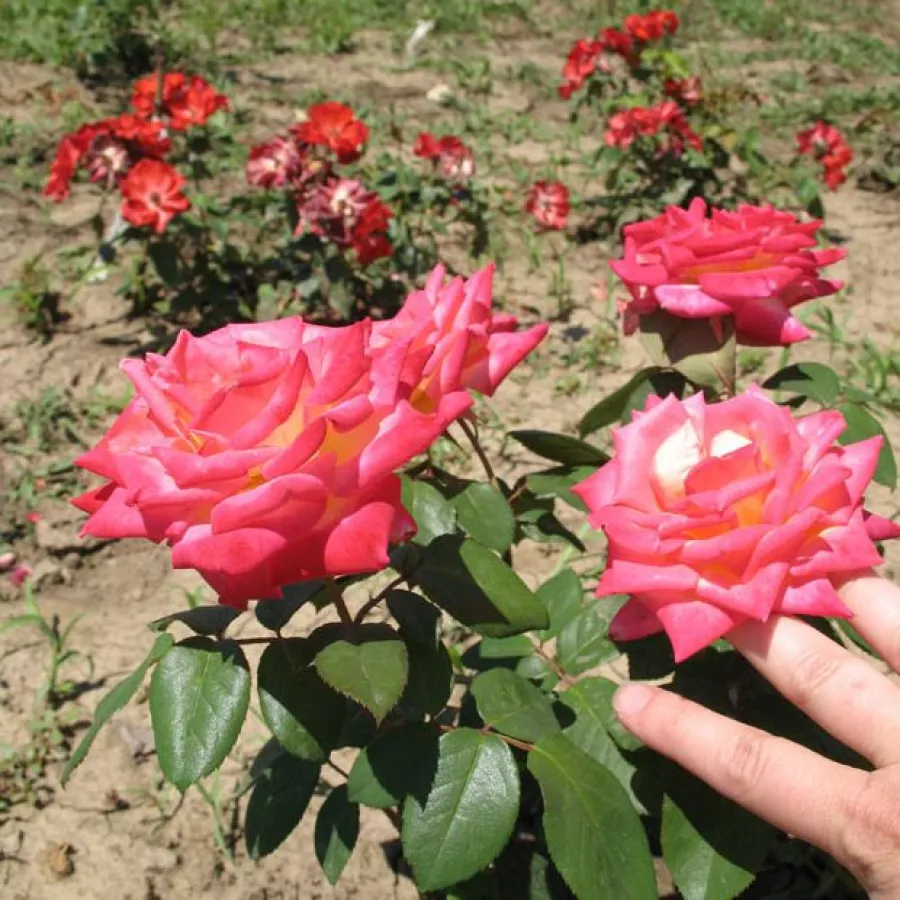 - - Rosa - Magyarok Nagyasszonya - Produzione e vendita on line di rose da giardino