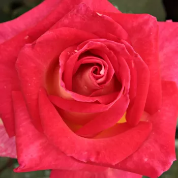 Rosa Magyarok Nagyasszonya - rosa de fragancia discreta - Árbol de Rosas Híbrido de Té - rosal de pie alto - amarillo - rosa - Márk Gergely- forma de corona de tallo recto - Rosal de árbol con forma de flor típico de las rosas de corte clásico.