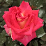 Trandafiri hibrizi Tea - trandafir cu parfum discret - comanda trandafiri online - Rosa Magyarok Nagyasszonya - galben - roz