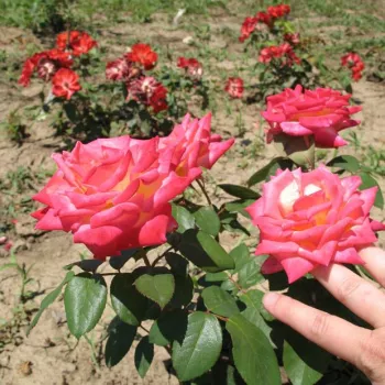 Tamno ružičasta - žuta poleđina latica - hibridna čajevka - ruža diskretnog mirisa - voćna aroma