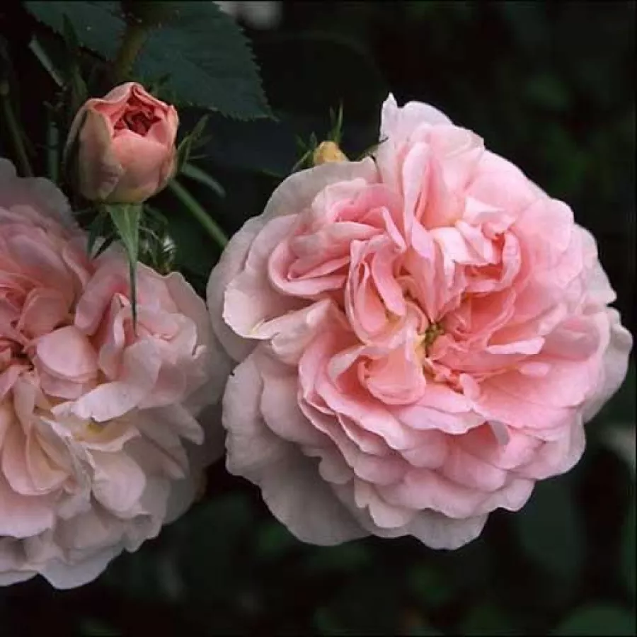 Biały - róż - Róża - Maiden's Blush - Szkółka Róż Rozaria