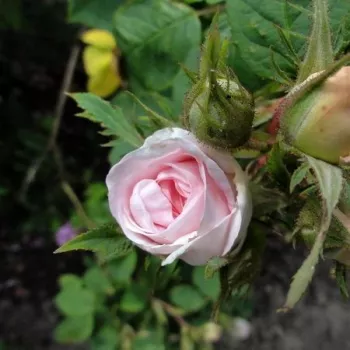 Rosa Maiden's Blush - fehér - rózsaszín - történelmi - alba rózsa