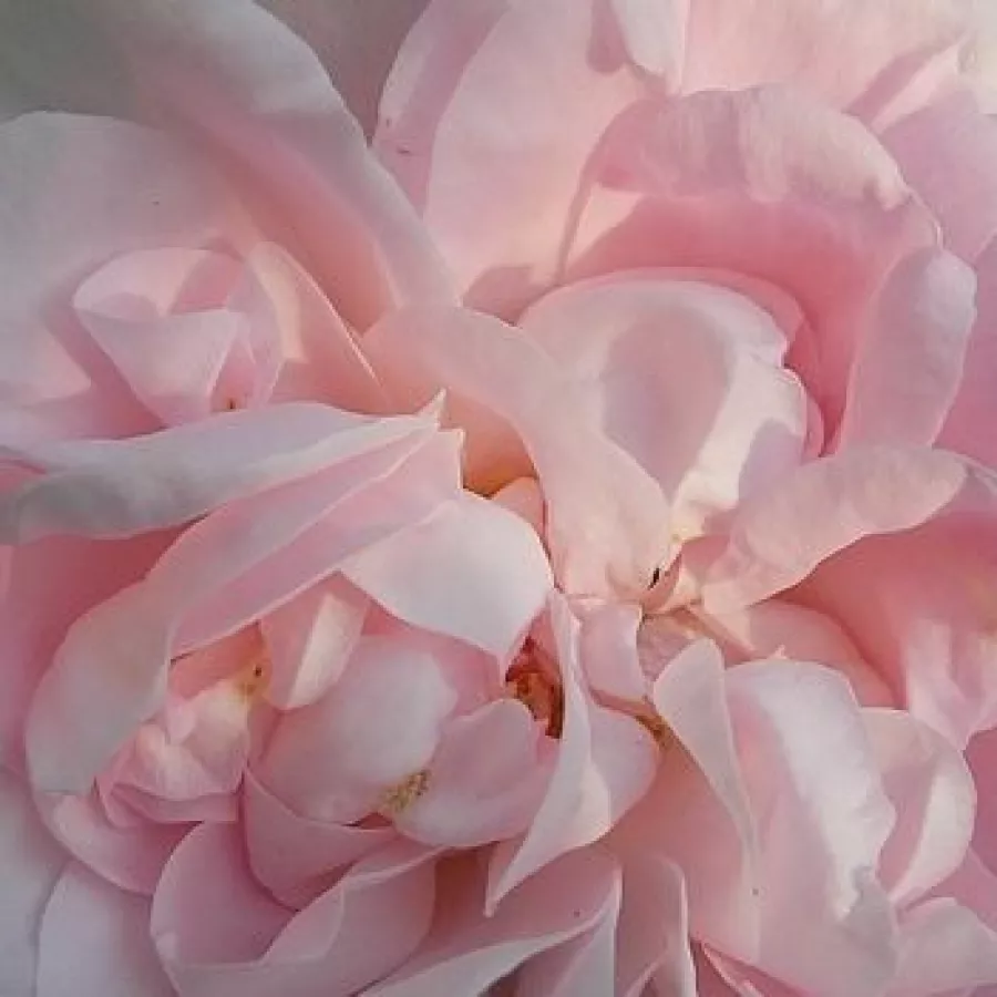 Alba - Rosa - Maiden's Blush - Produzione e vendita on line di rose da giardino