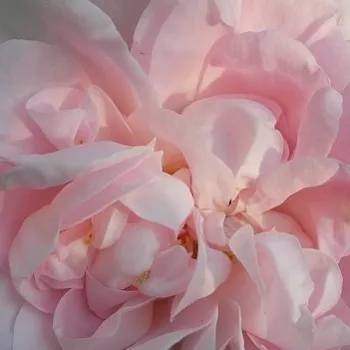 Róże ogrodowe - róża alba (biała) - biały - róż - róża z intensywnym zapachem - Maiden's Blush - (150-250 cm)