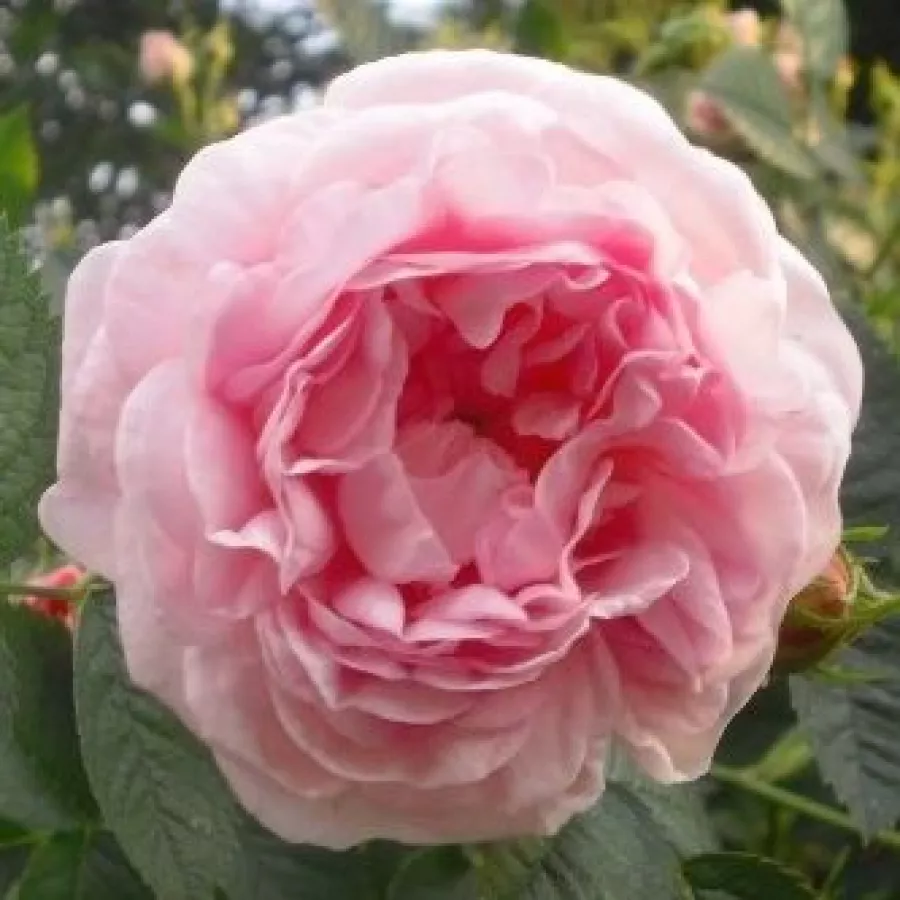 Biały - róż - Róża - Maiden's Blush - 
