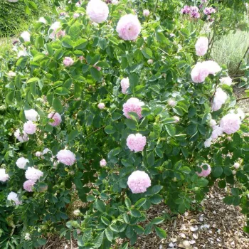 Bílá s růžovým odstínem - stromkové růže - Stromkové růže s květy anglických růží