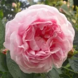 Ruža alba - biela - ružová - Rosa Maiden's Blush - intenzívna vôňa ruží - pižmo