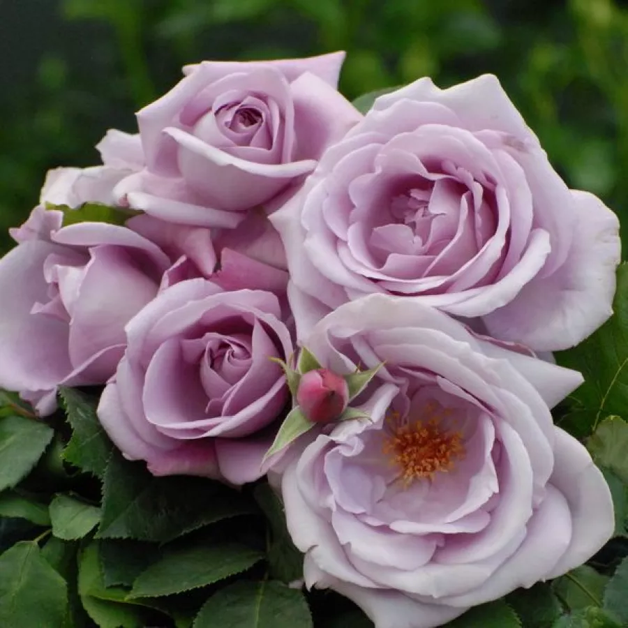 Porpora - Rosa - Blue Monday® - Produzione e vendita on line di rose da giardino