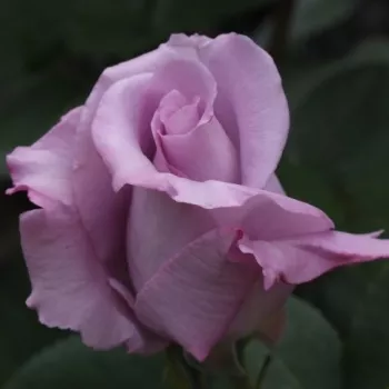 Rosa Blue Monday® - lila - teahibrid rózsa